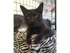 Meadow, Domestic Shorthair For Adoption In Richmond, Indiana
