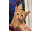 Auggie, Domestic Shorthair For Adoption In Spotsylvania, Virginia