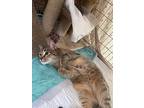 Dori, Domestic Shorthair For Adoption In Spotsylvania, Virginia