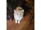 Tommy, Domestic Shorthair For Adoption In Louisa, Virginia