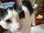 George Michael, Domestic Shorthair For Adoption In Burlington, Vermont