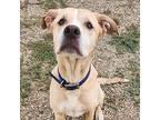 Houdini, Labrador Retriever For Adoption In Yankton, South Dakota