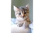 Sarina, Domestic Shorthair For Adoption In Fort Leavenworth, Kansas
