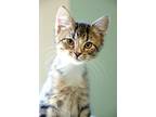 Bowen, Domestic Shorthair For Adoption In Fort Leavenworth, Kansas