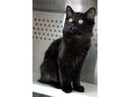Maleficent, Domestic Mediumhair For Adoption In Fort Leavenworth, Kansas