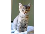 Kate, Domestic Shorthair For Adoption In Fort Leavenworth, Kansas