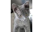 Grimm, Russian Blue For Adoption In Fort Leavenworth, Kansas