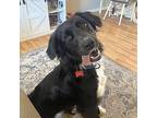 Roxie, Retriever (unknown Type) For Adoption In Prior Lake, Minnesota