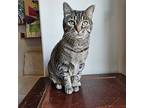 Rosebud, Domestic Shorthair For Adoption In Springfield, Oregon
