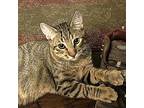 Nugget, Domestic Shorthair For Adoption In Springfield, Oregon