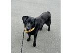 Ruby, Labrador Retriever For Adoption In Lynnwood, Washington