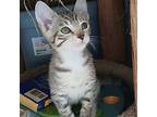 Moto !!, Ocicat For Adoption In San Diego, California
