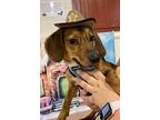 Boone, Dachshund For Adoption In Stoughton, Massachusetts