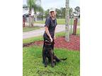 Captain, Labrador Retriever For Adoption In Deltona, Florida