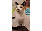 Jewel, Calico For Adoption In Granite Falls, North Carolina