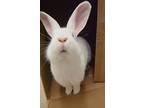 Galinda Bonded To Garth, Flemish Giant For Adoption In West Vancouver