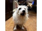 Tubbs, Terrier (unknown Type, Medium) For Adoption In Vail, Arizona