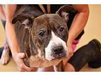 Envy, American Pit Bull Terrier For Adoption In West Union, Ohio