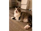 Gandalf, Norwegian Forest Cat For Adoption In Houston, Texas
