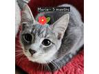 Marie, Tabby For Adoption In Duncan, British Columbia