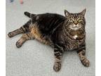 Tank, Domestic Shorthair For Adoption In Cumberland, Maine