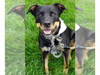 Rottweiler Mix DOG FOR ADOPTION RGADN-1173149 - Klaus - Rottweiler / Australian