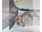 Staffordshire Bull Terrier-Vizsla Mix DOG FOR ADOPTION RGADN-1225541 - LYLA -