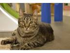 Adopt Blue Jay a Brown Tabby Domestic Shorthair (short coat) cat in House