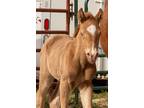 American Cream X Arabian 2024 Stud Colt