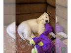 English Cream Golden Retriever PUPPY FOR SALE ADN-839417 - Come Take Me Home