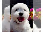 Shih Tzu PUPPY FOR SALE ADN-839443 - Litter of 4
