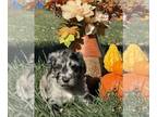 Newfypoo PUPPY FOR SALE ADN-839442 - Roma Female Newfypoo