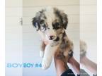 Australian Shepherd PUPPY FOR SALE ADN-839441 - Standard Healthy Australian