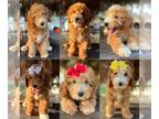 Goldendoodle-Poodle (Toy) Mix PUPPY FOR SALE ADN-839430 - Beautiful petite
