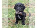 Goldendoodle PUPPY FOR SALE ADN-839412 - Goldendoodle Puppies