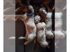 Dachshund PUPPY FOR SALE ADN-839408 - Miniature long haired doxie puppies