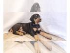 Doberman Pinscher PUPPY FOR SALE ADN-839406 - Purebred doberman puppies male and
