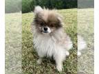Pomeranian PUPPY FOR SALE ADN-839398 - AKC Parti Pomeranian Puppies