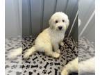 Goldendoodle PUPPY FOR SALE ADN-839386 - Miestro