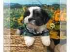 Shorkie Tzu PUPPY FOR SALE ADN-839384 - Tiny shorkie puppies shihtzu yorkie