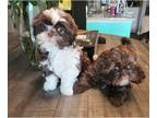 Shih Tzu PUPPY FOR SALE ADN-839379 - SHITZU Puppies