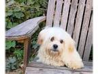 Maltipoo PUPPY FOR SALE ADN-839378 - Maltipoo in California