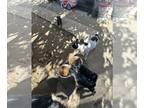 Ratshire Terrier PUPPY FOR SALE ADN-839376 - Female puppies for sale