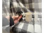 Chihuahua PUPPY FOR SALE ADN-839341 - Teacup chihuahua puppies