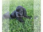 Cocker Spaniel-English Springer Spaniel Mix PUPPY FOR SALE ADN-839338 - Sprocker