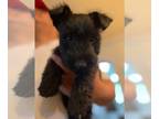 Scottish Terrier PUPPY FOR SALE ADN-839336 - Scottish Terrier Puppies