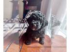 Poodle (Toy) PUPPY FOR SALE ADN-839329 - Toy Poodles