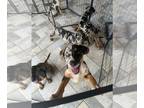 Catahoula Leopard Dog PUPPY FOR SALE ADN-839312 - Catahoula Pups