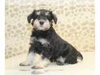 Schnauzer (Miniature) PUPPY FOR SALE ADN-839294 - Sadie