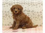 Cavapoo PUPPY FOR SALE ADN-839291 - Nikki